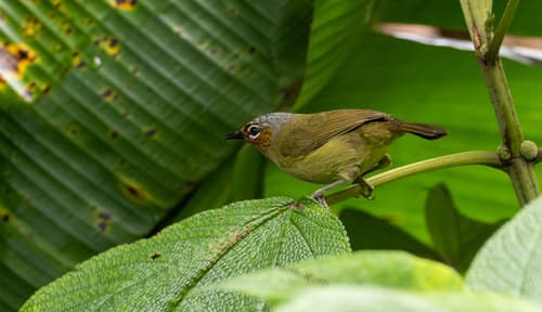 Chestnut-faced Babbler