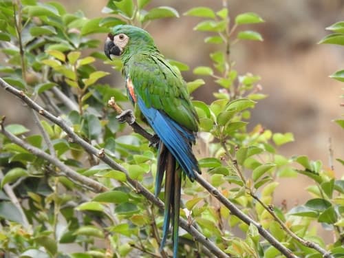 Chestnut-fronted Macaw