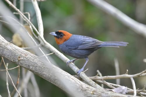 Chestnut-headed Tanager