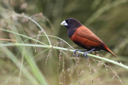 Chestnut Munia