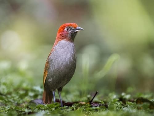 Chestnut-naped Antpitta