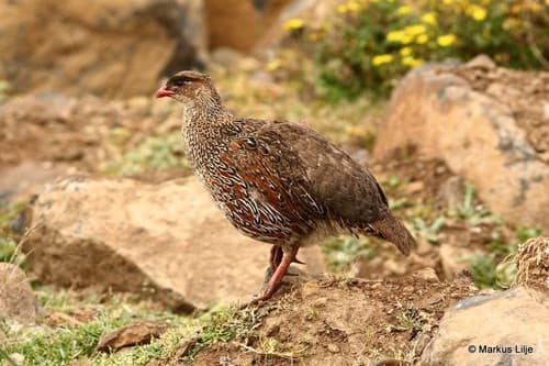 Chestnut-naped Spurfowl