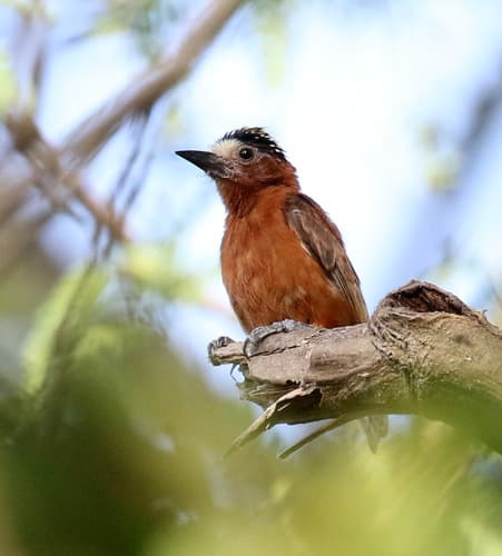 Chestnut Piculet