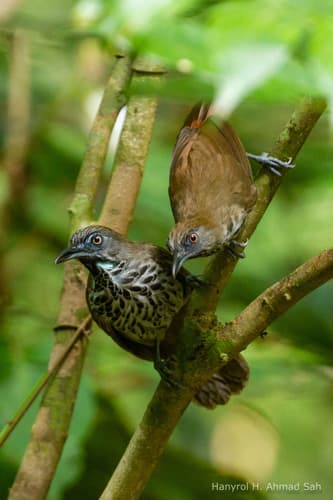 Chestnut-rumped Babbler