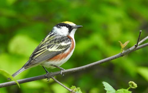 Chestnut-sided Warbler