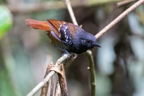 Chestnut-tailed Antbird