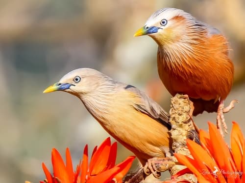 Chestnut-tailed Starling
