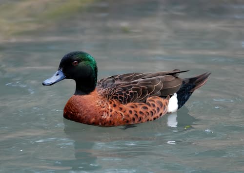 Chestnut Teal