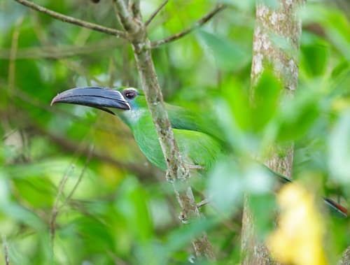 Chestnut-tipped Toucanet