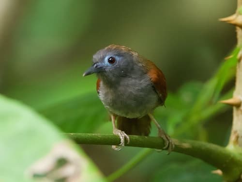 Chestnut-winged Babbler