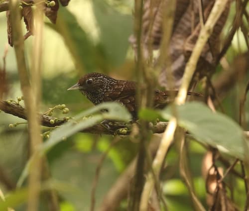 Chevron-breasted Babbler