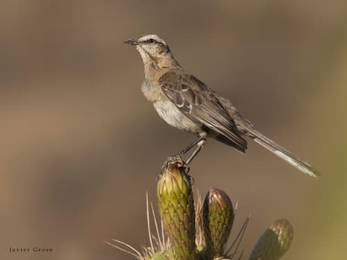 Chilean Mockingbird