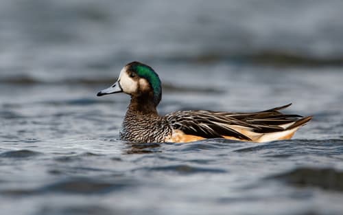Chiloe Wigeon