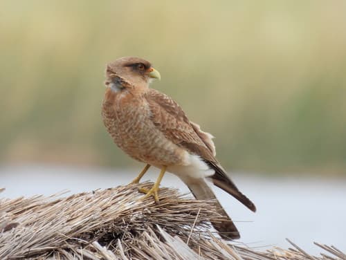 Chimango Caracara