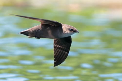 Chimney Swift