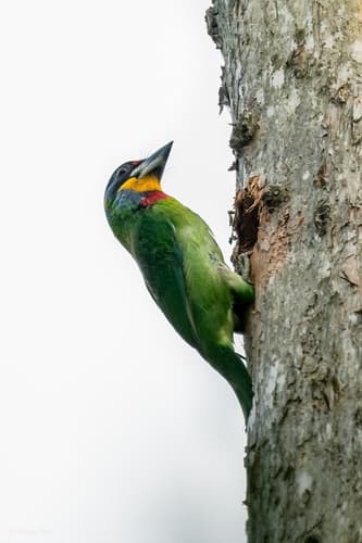 Chinese Barbet