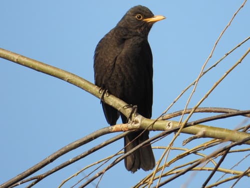 Chinese Blackbird
