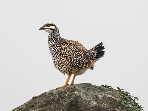 Chinese Francolin