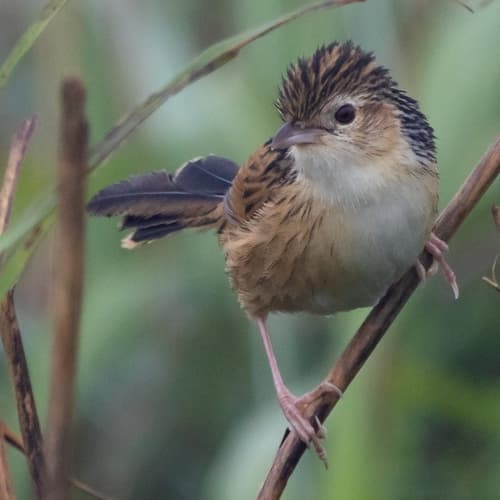 Chinese Grassbird