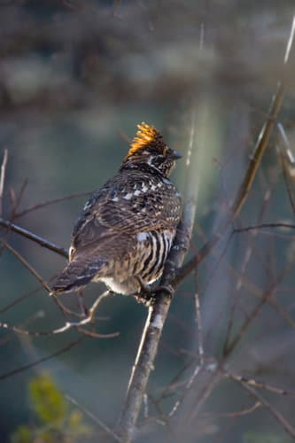 Chinese Grouse