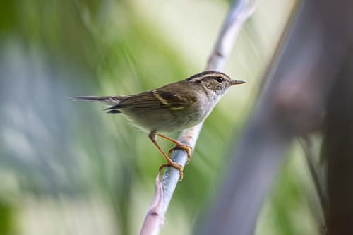 Chinese Leaf Warbler
