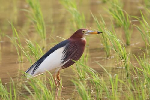 Chinese Pond-Heron