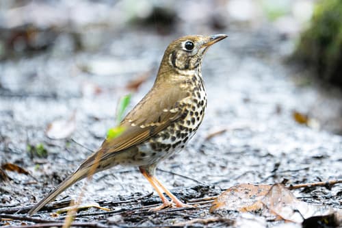 Chinese Thrush