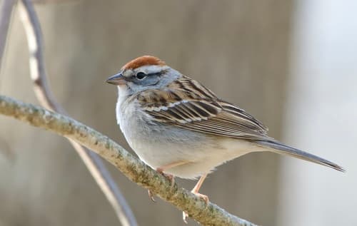 Chipping Sparrow