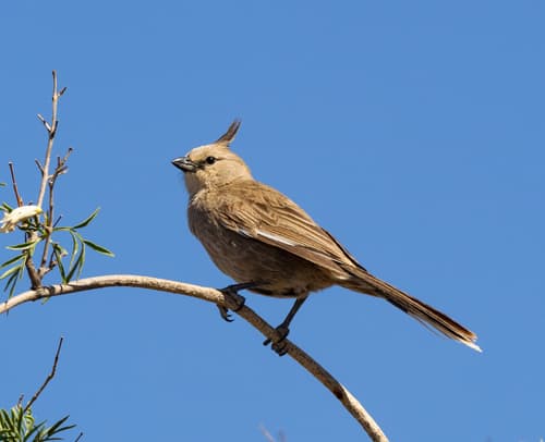 Chirruping Wedgebill