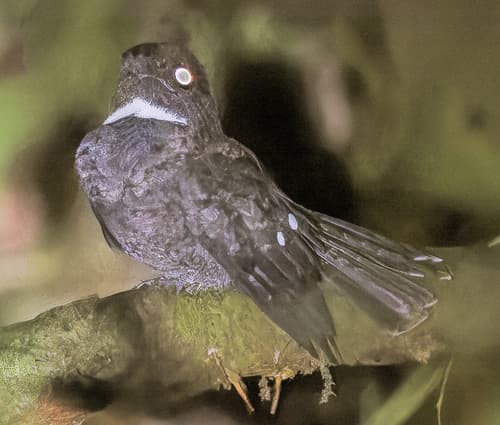 Chocó Poorwill