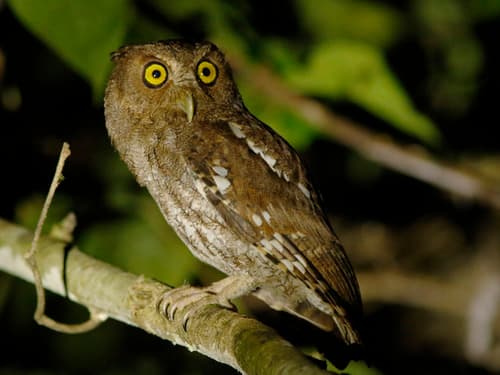 Chocó Screech-Owl