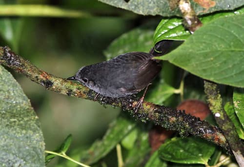 Chocó Tapaculo