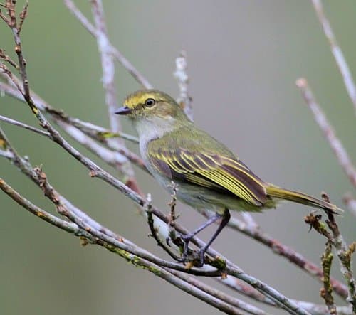 Chocó Tyrannulet