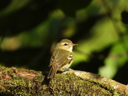 Chocó Vireo