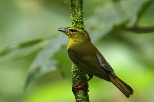 Choco Warbler