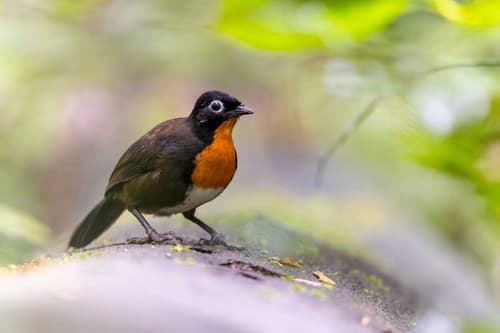 Rufous-throated Robin