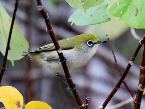 Christmas White-eye
