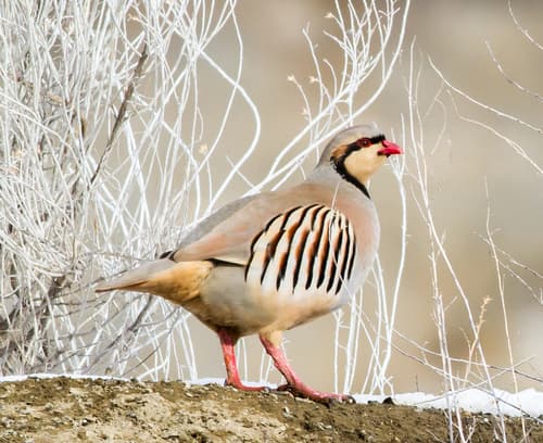Chukar