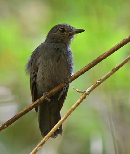 Cinereous Antshrike