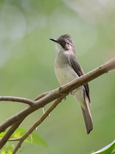 Cinereous Bulbul