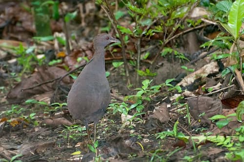 Cinereous Tinamou
