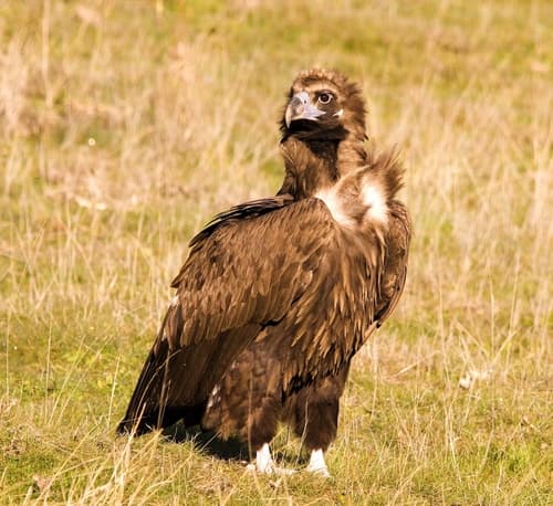 Cinereous Vulture