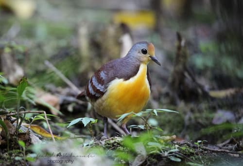 Cinnamon Ground-Dove