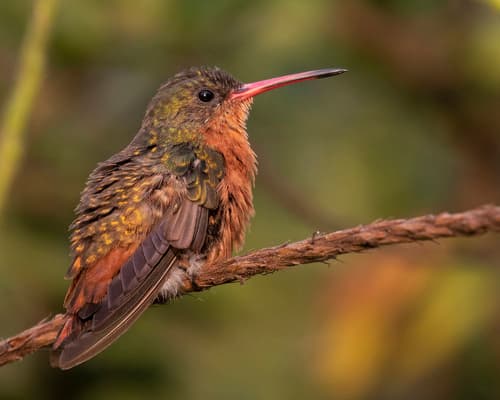 Cinnamon Hummingbird