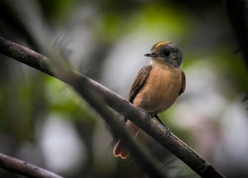 Cinnamon Manakin-Tyrant
