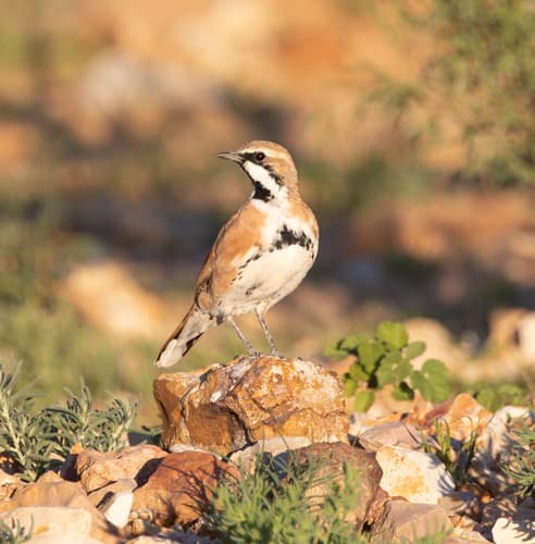 Cinnamon Quailthrush