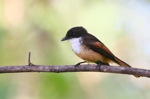 Cinnamon-tailed Fantail