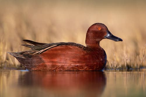 Cinnamon Teal