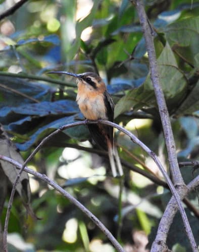 Cinnamon-throated Hermit