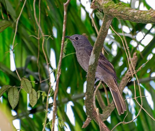 Cinnamon-vented Piha